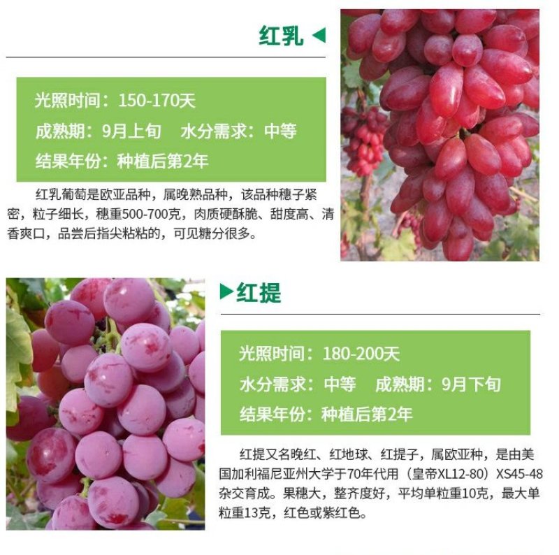 当年结果夏黑葡萄树苗庭院爬藤果树苗盆栽地栽苗南方北方种植