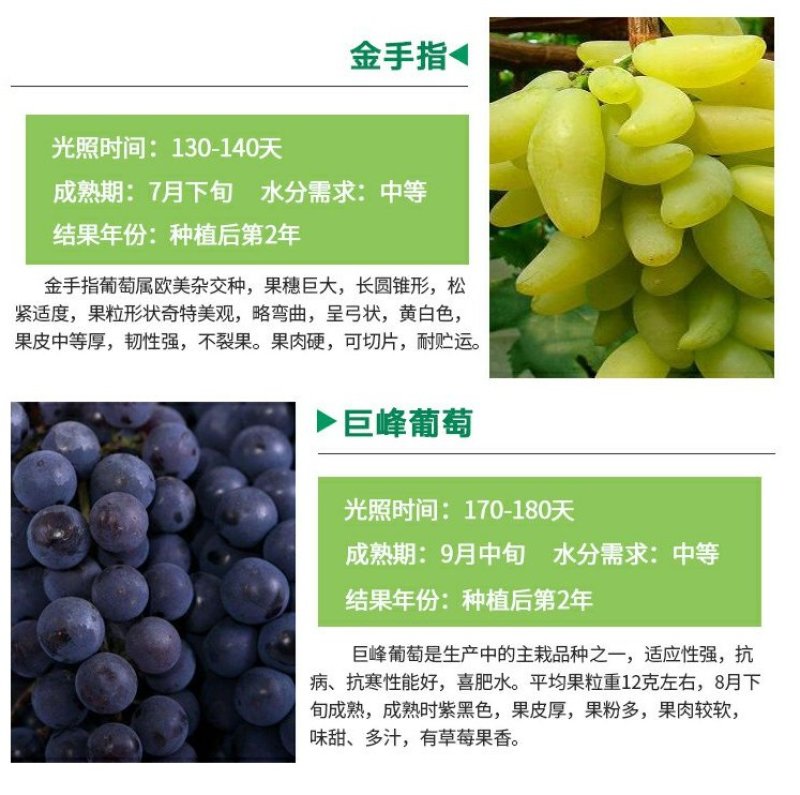 当年结果夏黑葡萄树苗庭院爬藤果树苗盆栽地栽苗南方北方种植