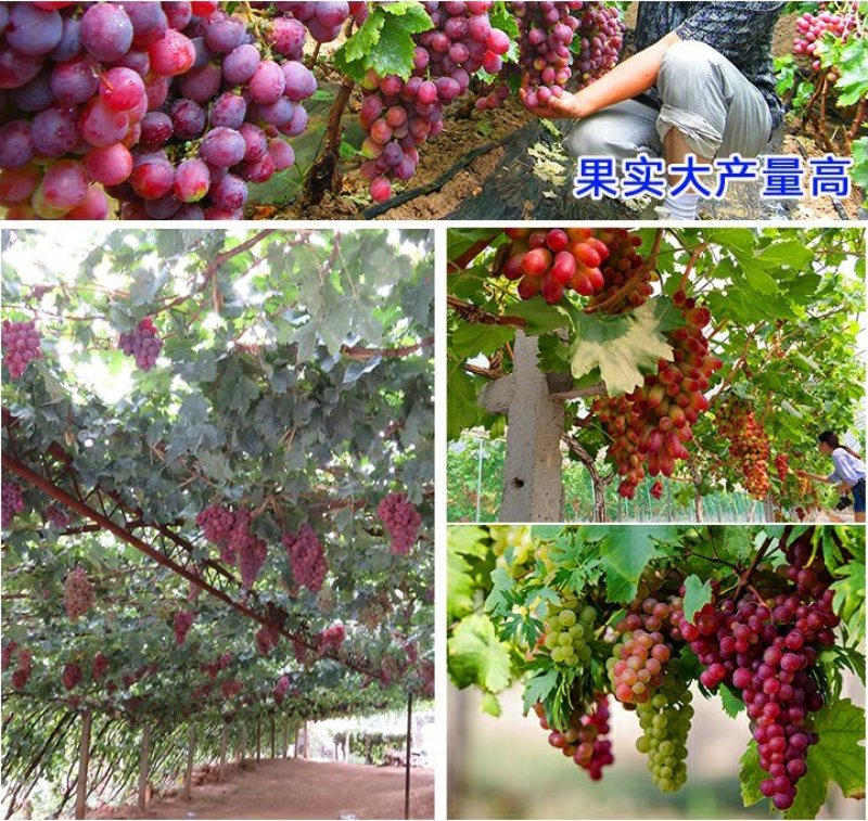 当年结果夏黑葡萄树苗庭院爬藤果树苗盆栽地栽苗南方北方种植
