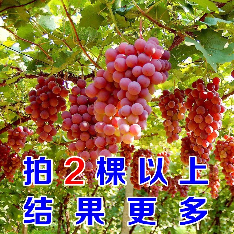 当年结果夏黑葡萄树苗庭院爬藤果树苗盆栽地栽苗南方北方种植