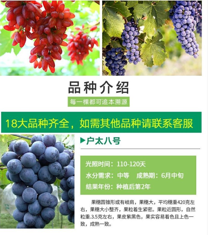 当年结果夏黑葡萄树苗庭院爬藤果树苗盆栽地栽苗南方北方种植