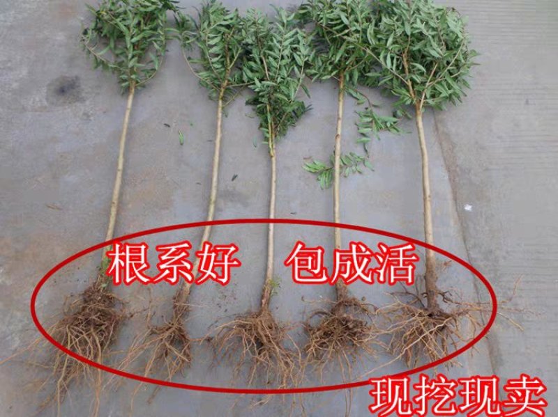 泰山红石榴苗粒大肉厚皮薄基地直销