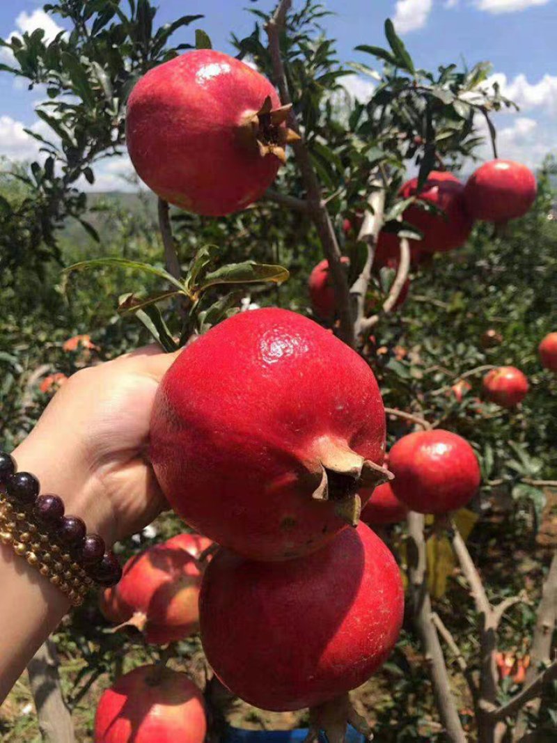 泰山红石榴苗粒大肉厚皮薄基地直销