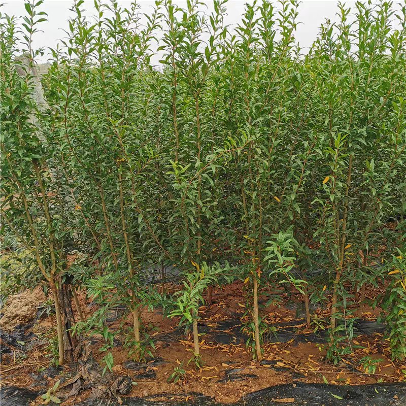 泰山红石榴苗粒大肉厚皮薄基地直销