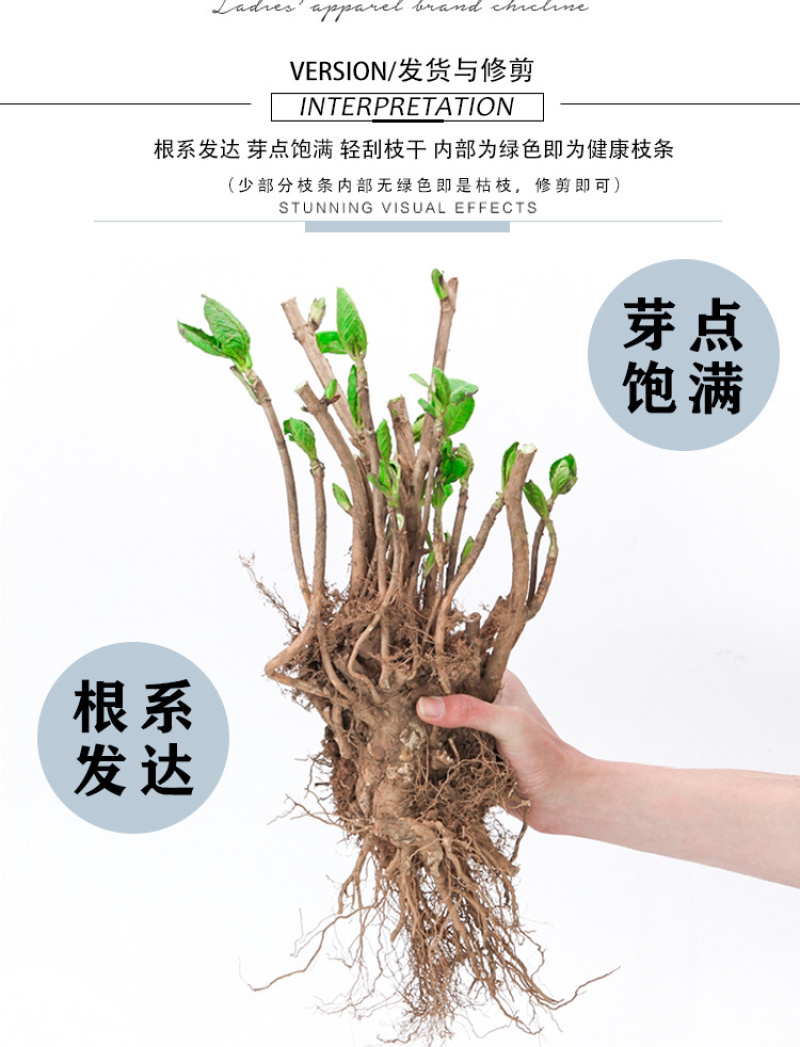 云南3-5年无尽夏老桩绣球大苗八仙花苗四季开花绣球老桩苗