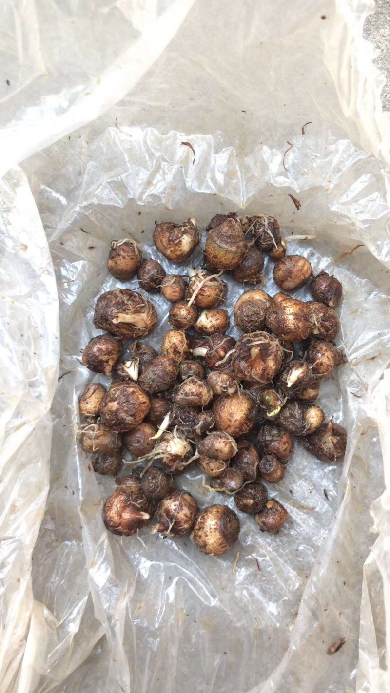 湖北荆半夏种球，可物流可上门提货，欢迎采购
