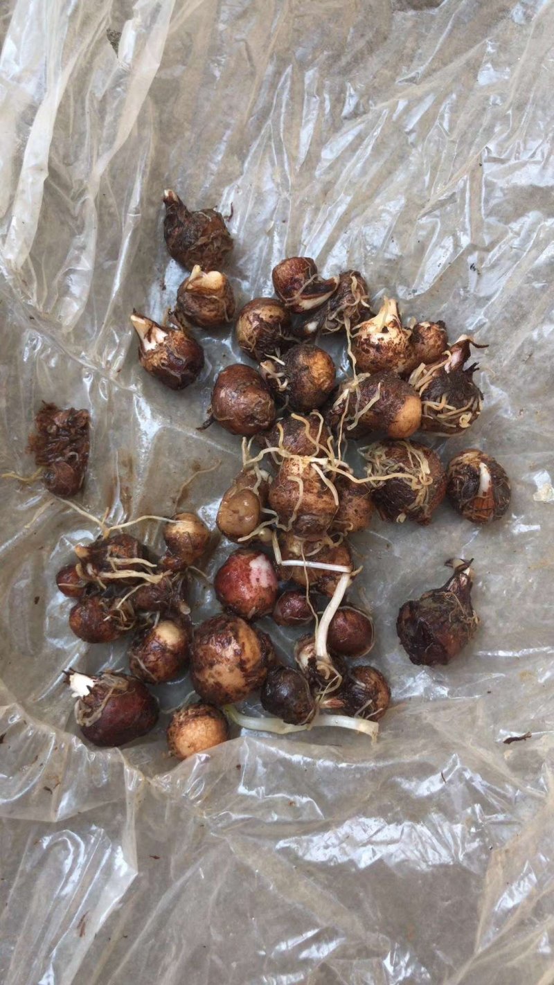 湖北荆半夏种球，可物流可上门提货，欢迎采购