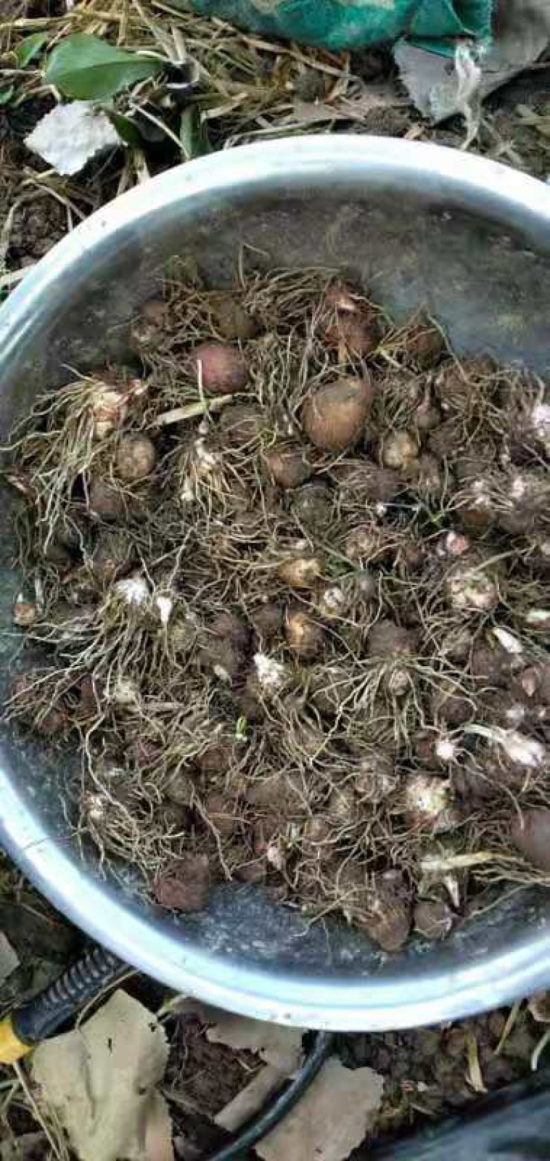 湖北荆半夏种球，可物流可上门提货，欢迎采购