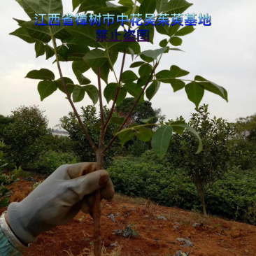吴茱萸苗扦插苗大量出售正宗江西