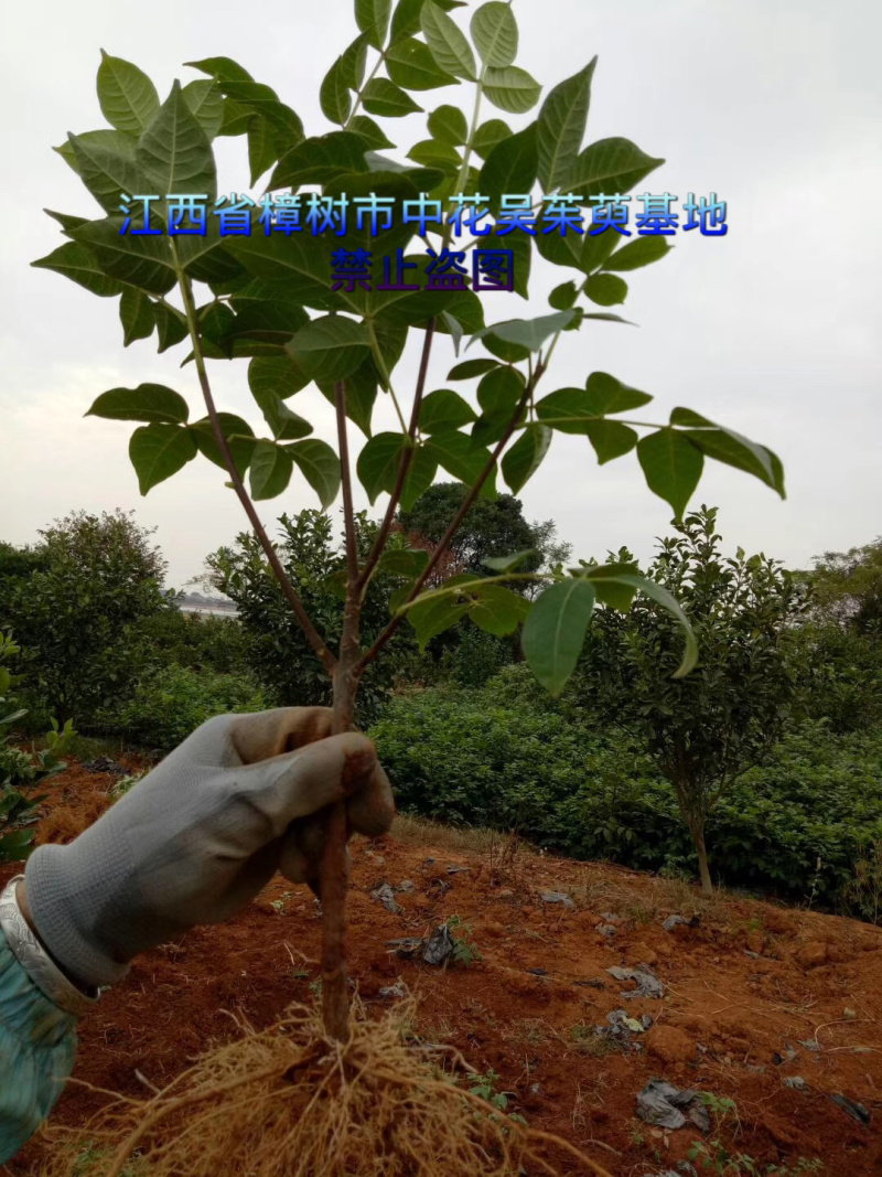 吴茱萸苗扦插苗大量出售正宗江西
