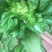 儿菜