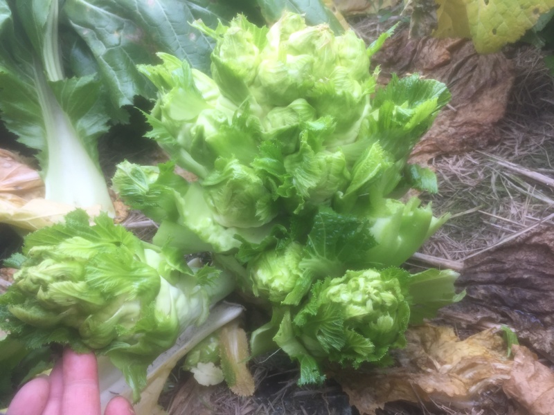 儿菜