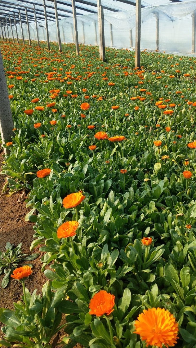 金盏菊基地直供大量有货欢迎选购