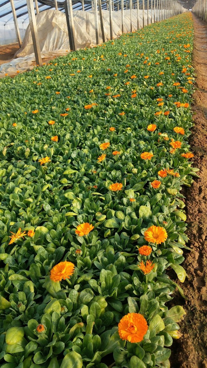 金盏菊基地直供大量有货欢迎选购