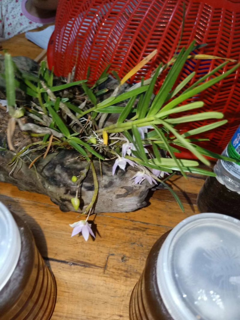 百花蜜