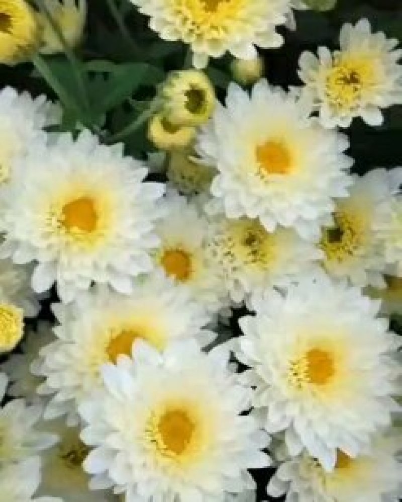 菊花苗
