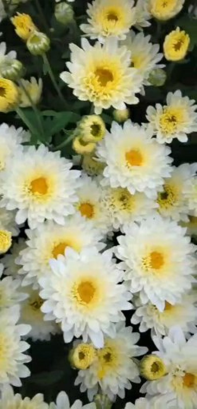 菊花苗