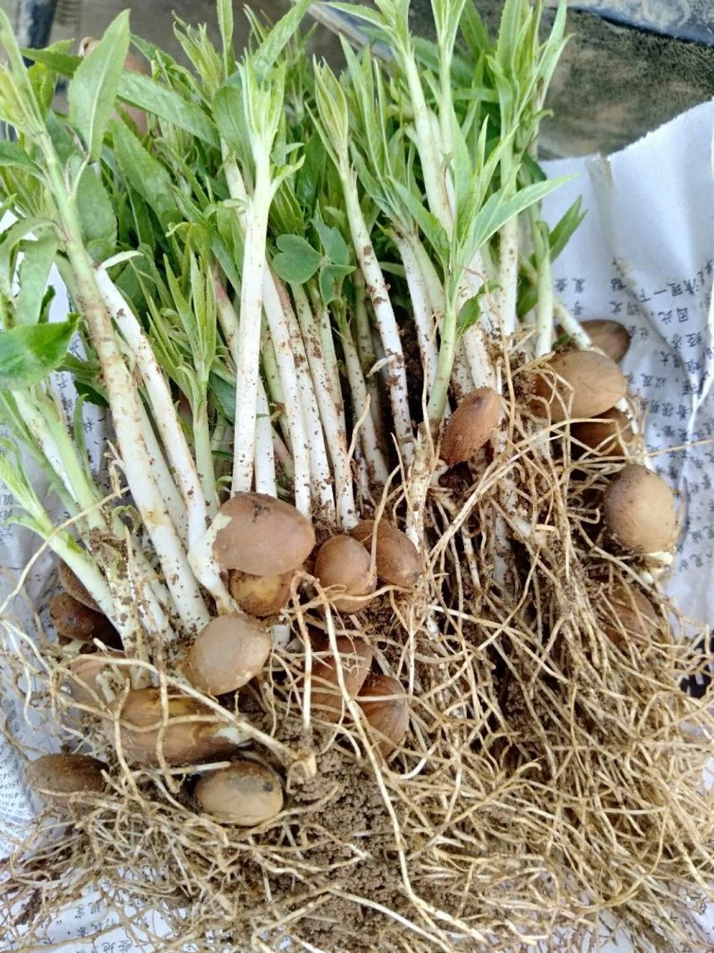 桃树小苗、桃树芽苗、毛桃小苗丶毛桃苗、优质桃苗