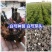 白芍种苗，白芍芽头，规格齐全，成活率高，全程跟踪技术指导