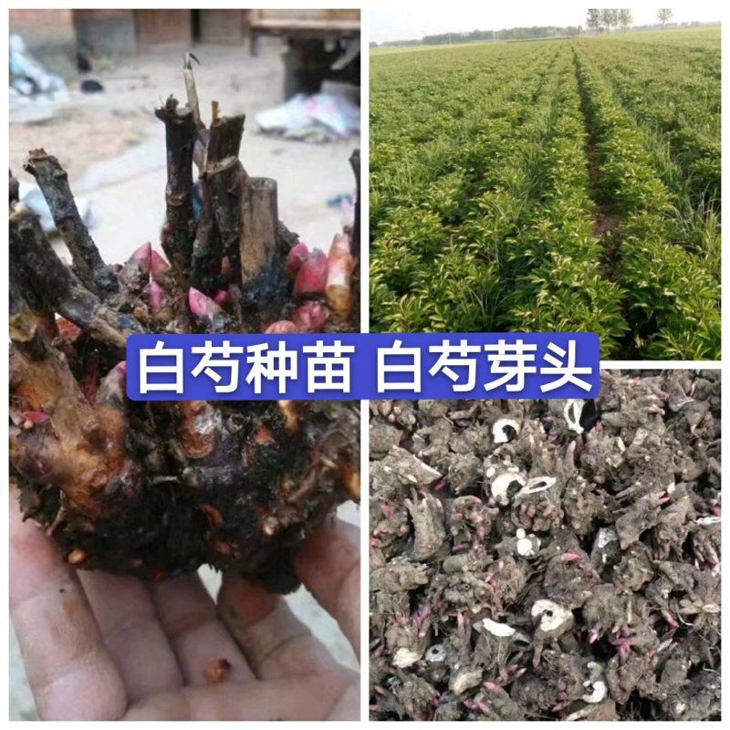 白芍种苗，白芍芽头，规格齐全，成活率高，全程跟踪技术指导