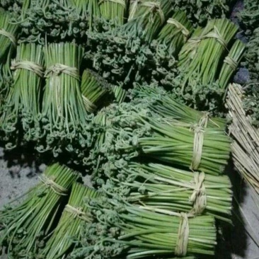 新鲜蕨菜