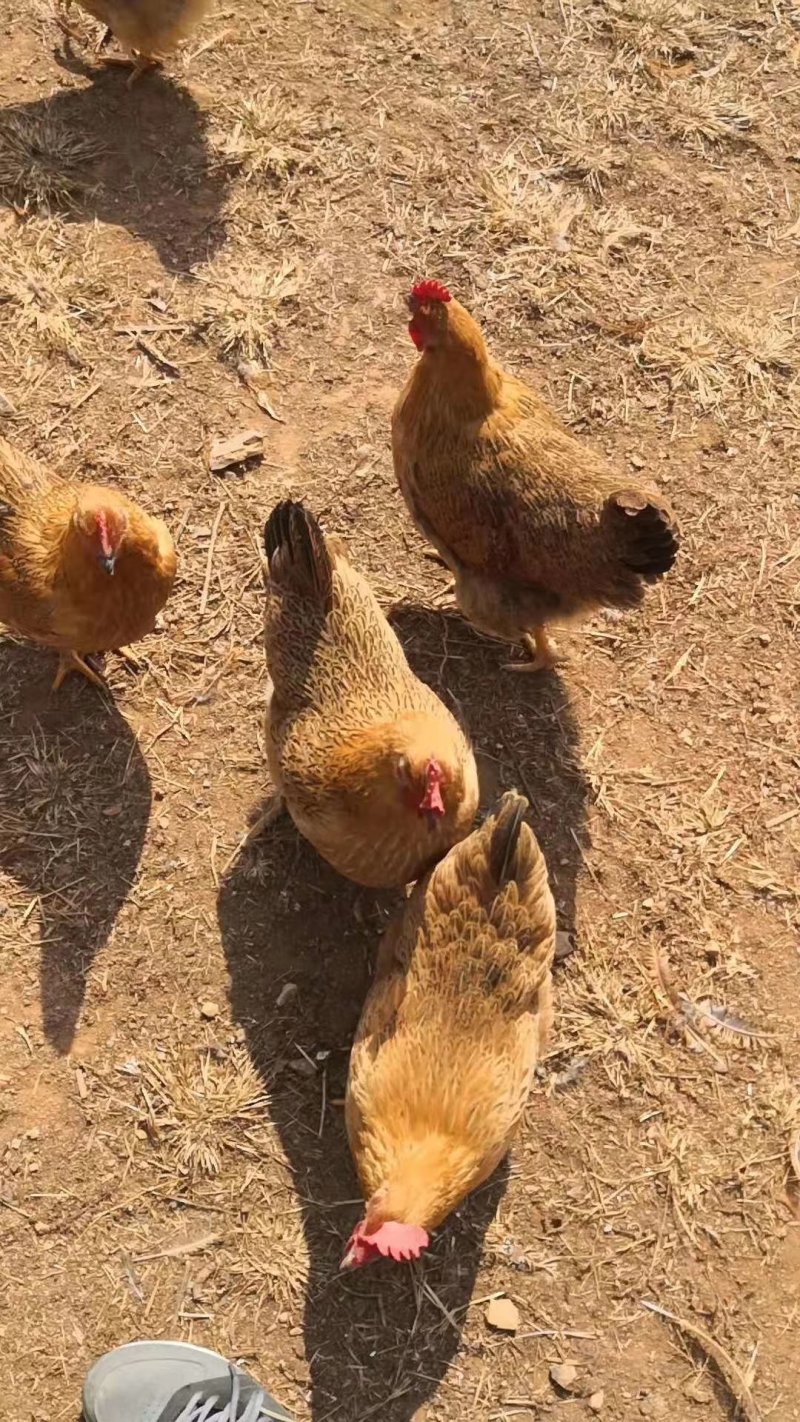 灵山土鸡场地价，地头价，上车价