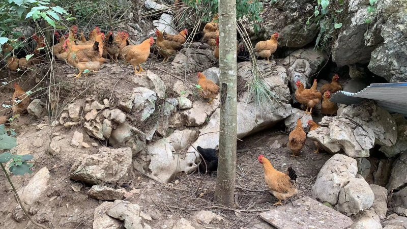 灵山土鸡场地价，地头价，上车价