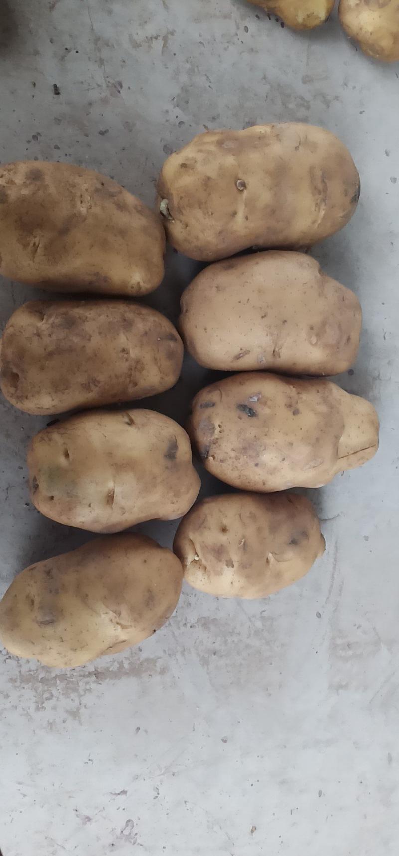 土豆，绿翠源果蔬专业合作社