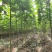3公分楸树，2公分楸树，楸树苗