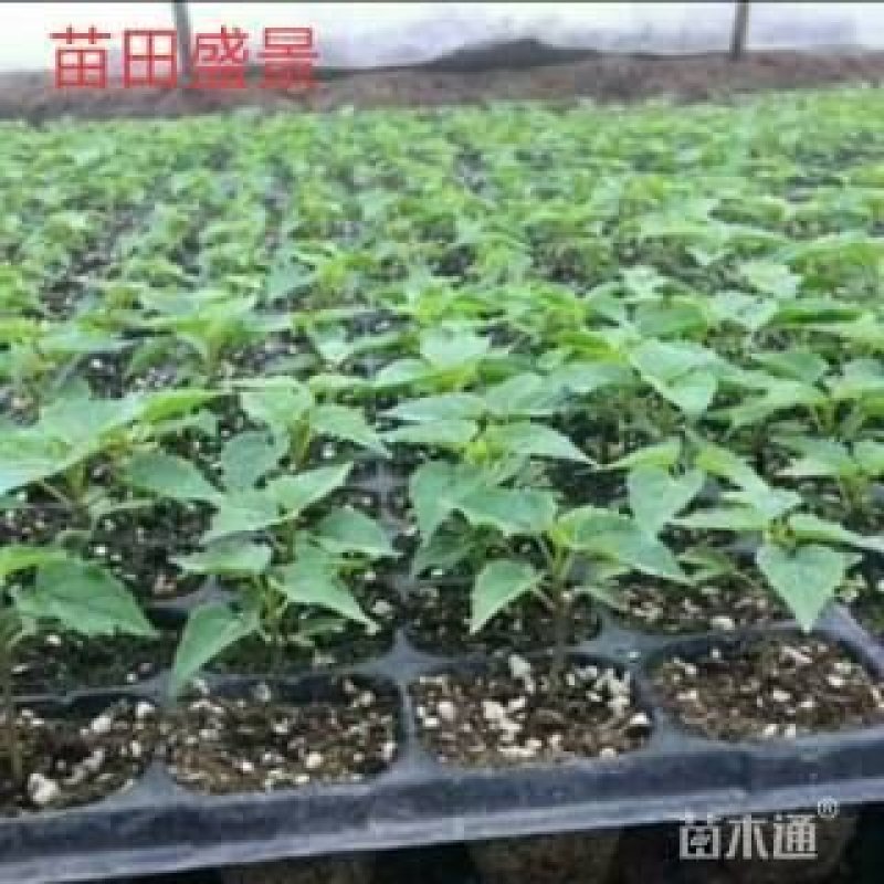 楸树小苗，穴盘苗