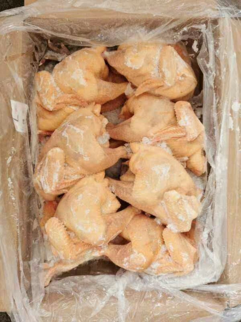 三黄鸡
