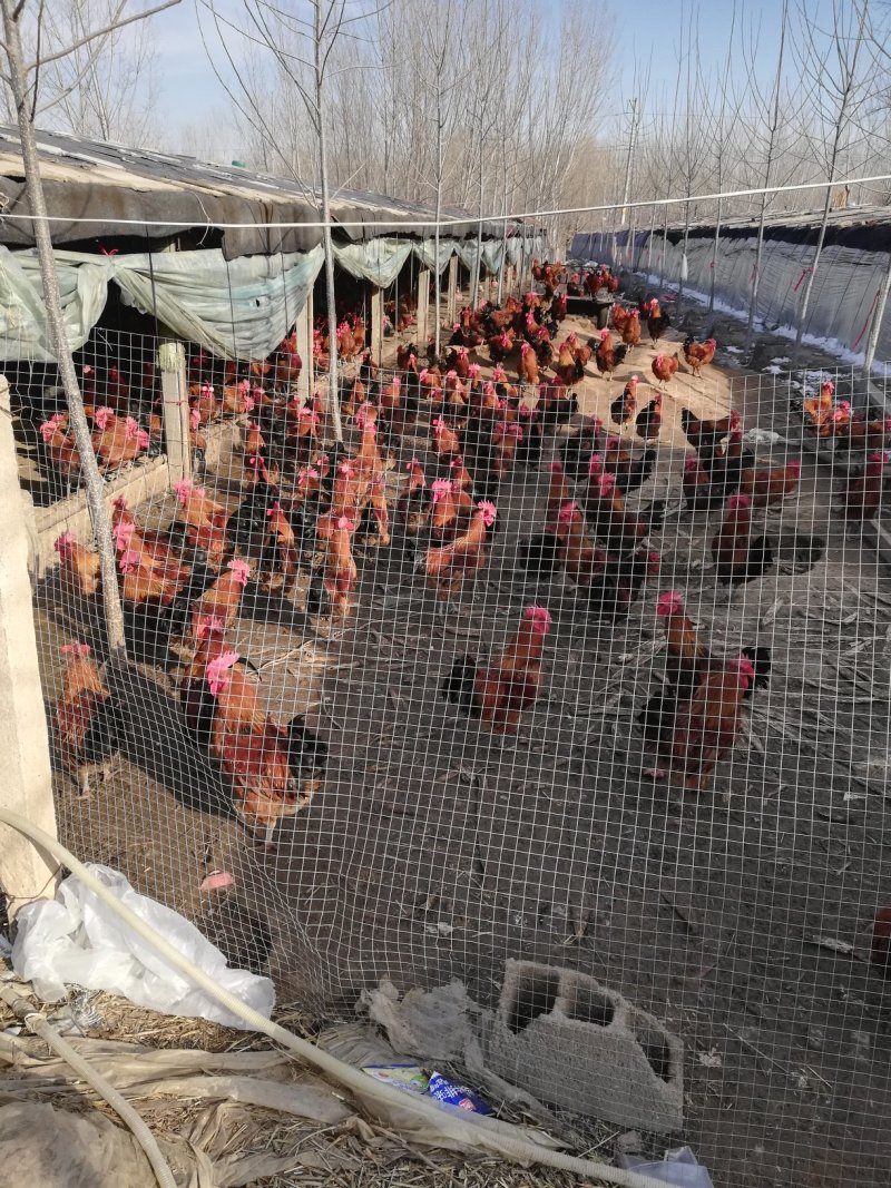 出售红公鸡