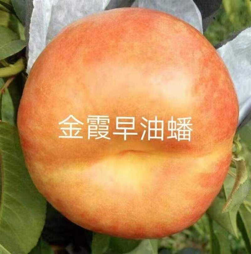 中苗农业科技有限公司供优良品种