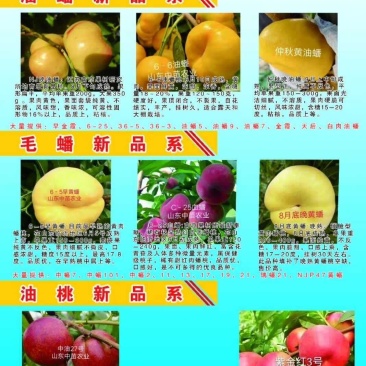中苗农业科技有限公司供优良品种