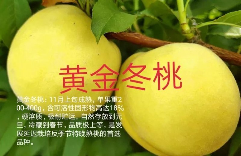 中苗农业科技有限公司供优良品种