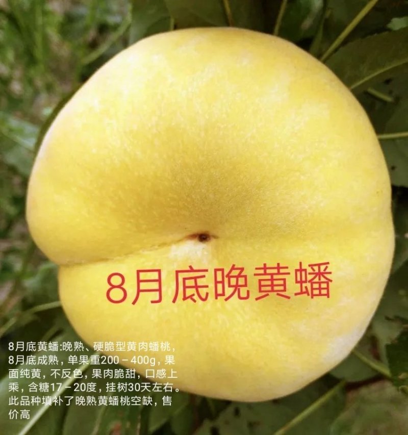 中苗农业科技有限公司供优良品种