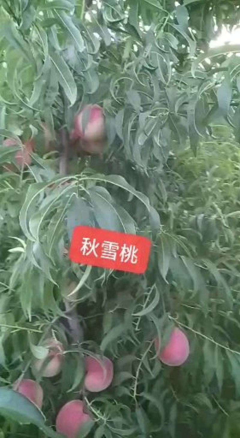 中苗农业科技有限公司供优良品种