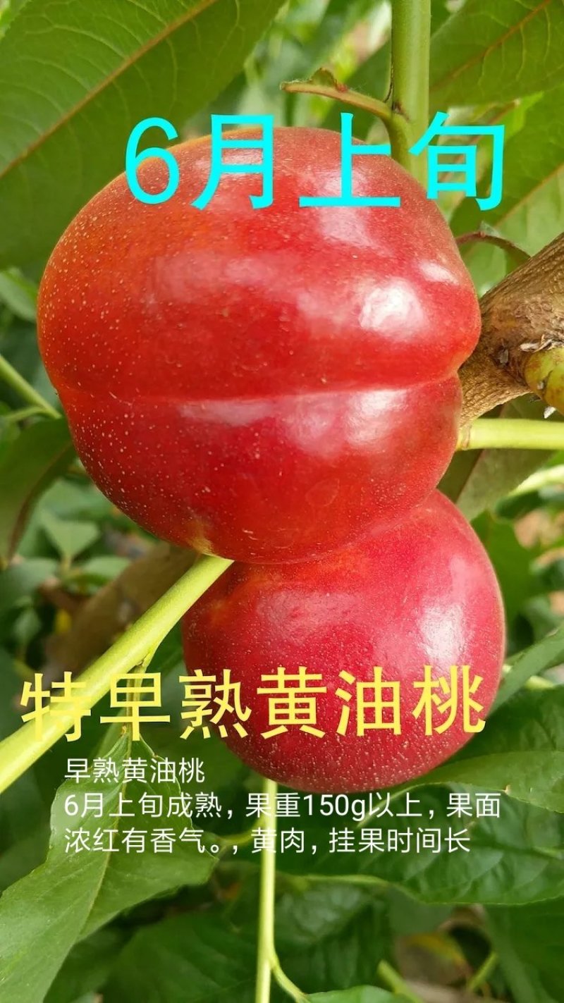 中苗农业科技有限公司供优良品种