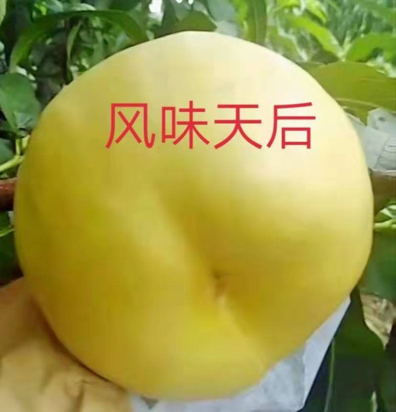 中苗农业科技有限公司供优良品种