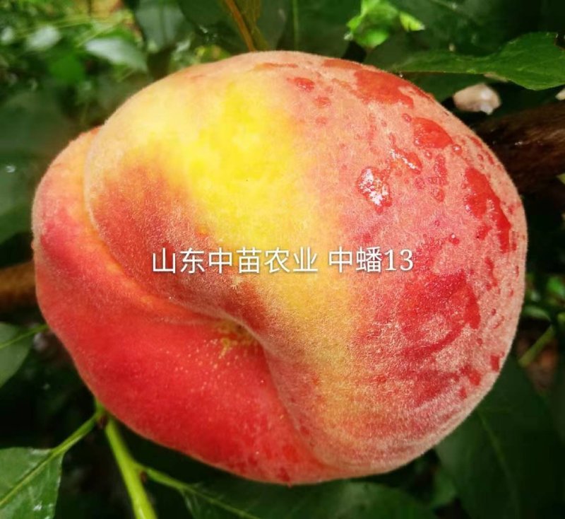 中苗农业科技有限公司供优良品种