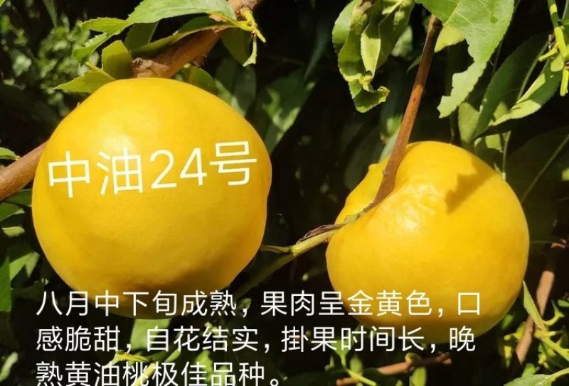 中苗农业科技有限公司供优良品种
