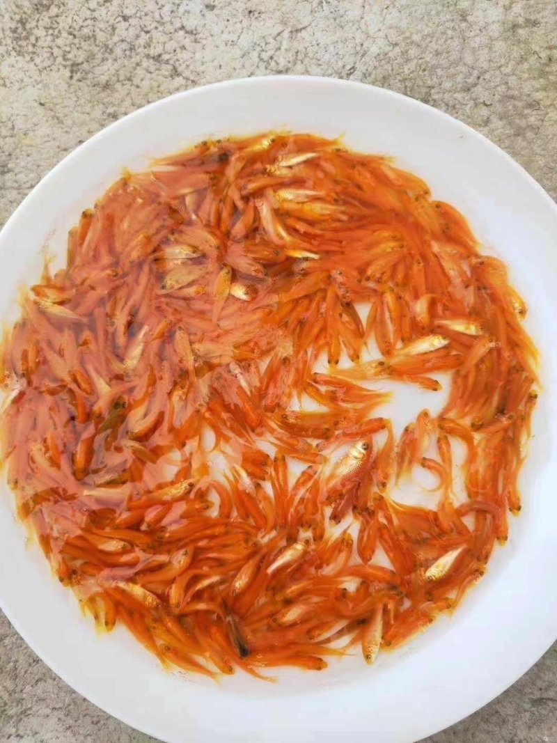 兴国红鲤/一手货源/量大从优