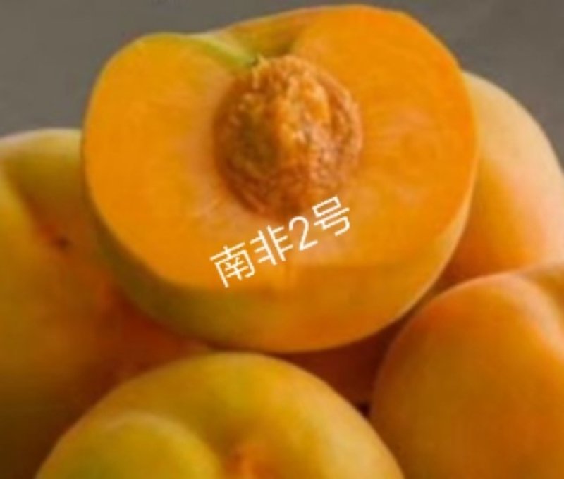 中苗农业科技有限公司供优良品种
