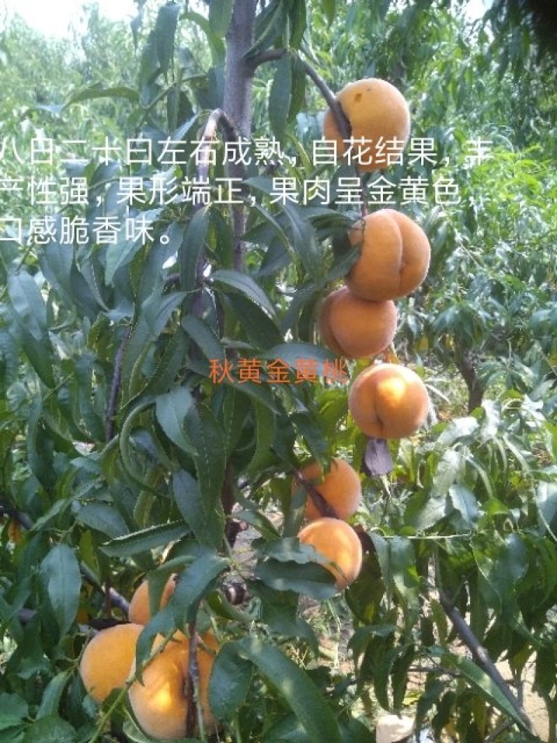 中苗农业科技有限公司供优良品种