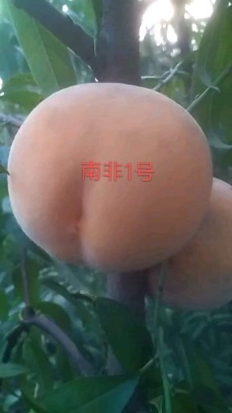 中苗农业科技有限公司供优良品种