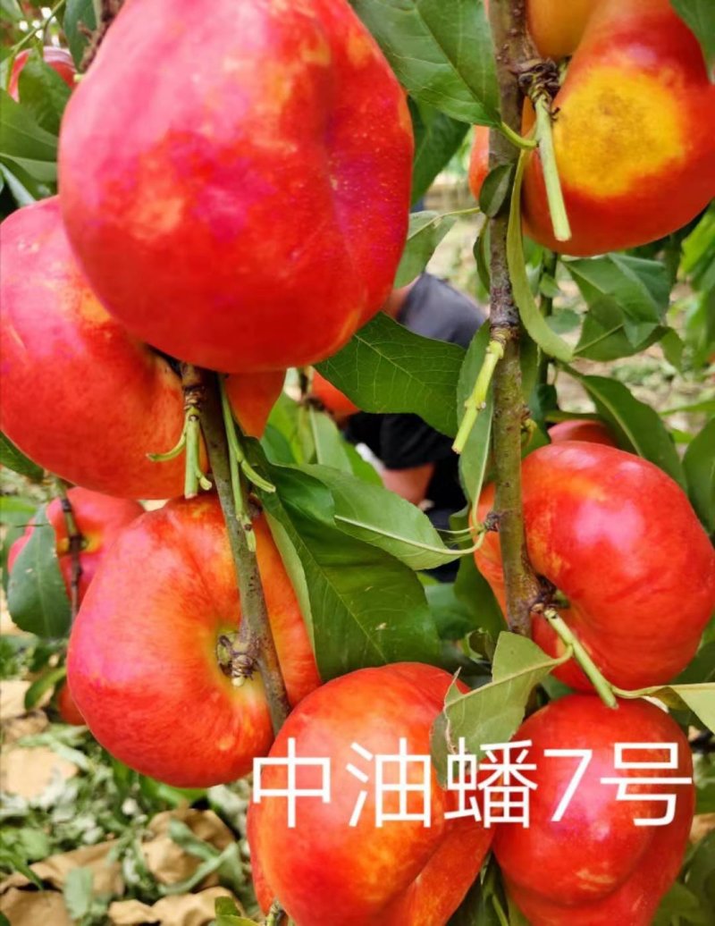 中苗农业科技有限公司供优良品种