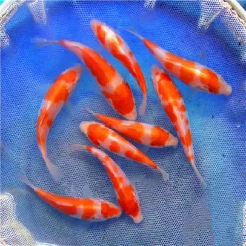 【推荐】日本锦鲤苗/三色/五色/水花/颜色预定放生鱼