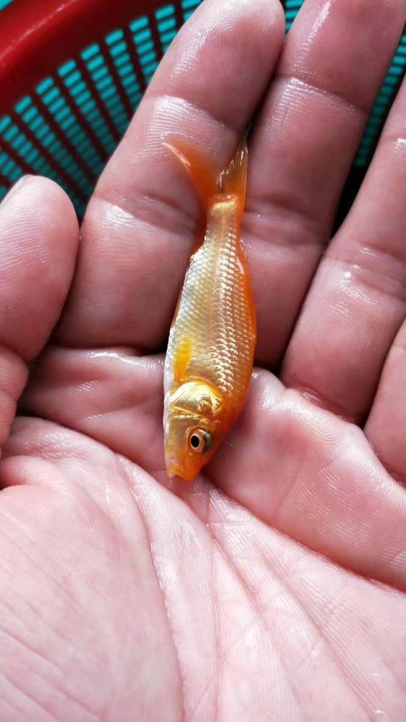 【推荐】红鲤鱼苗金丝鯉魚/兴国红鲤禾花鲤鲤鱼苗全国包邮