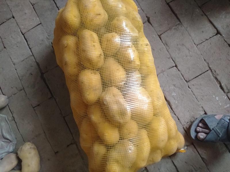 惠民县麻店镇优质荷兰十五土豆