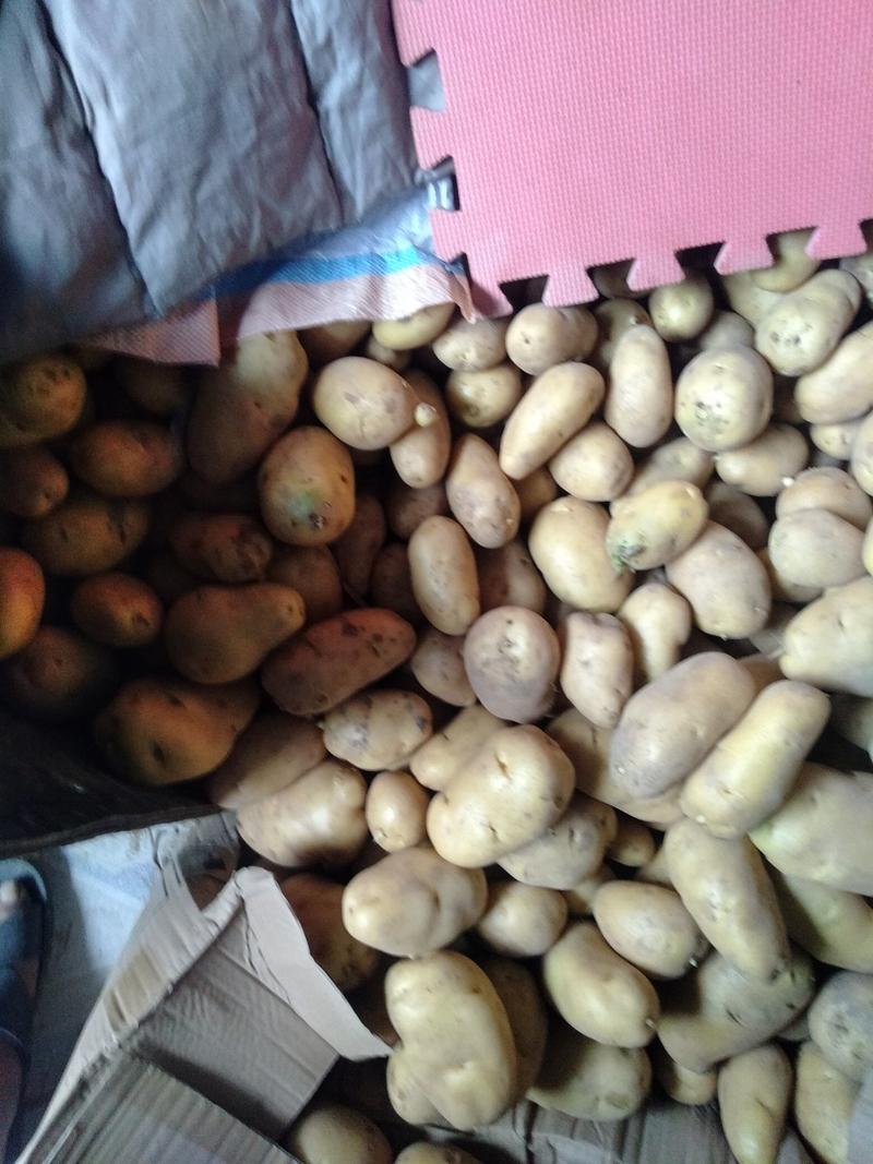 惠民县麻店镇优质荷兰十五土豆